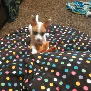 Meet your Posher, Amber